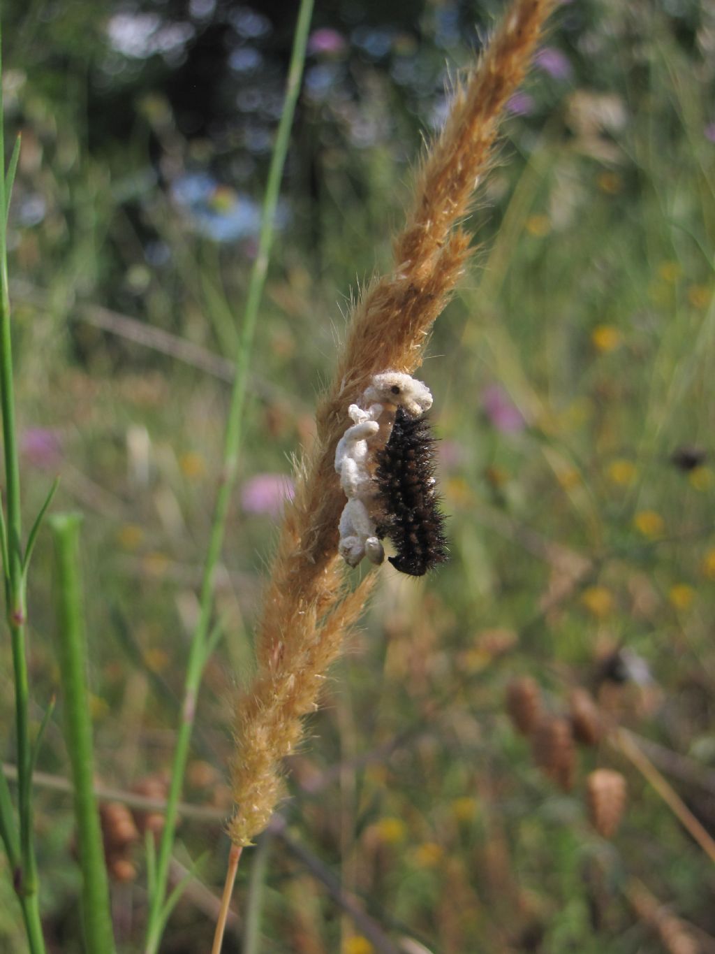 Bruco parassitizzato di Nymphalidae